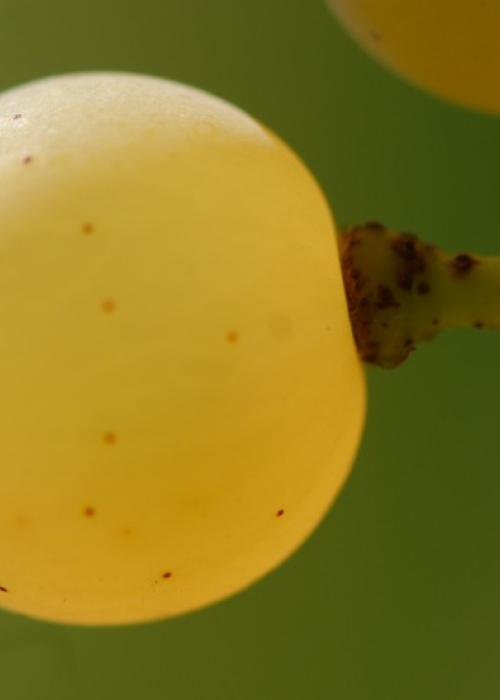 Chardonnay ANT 0919